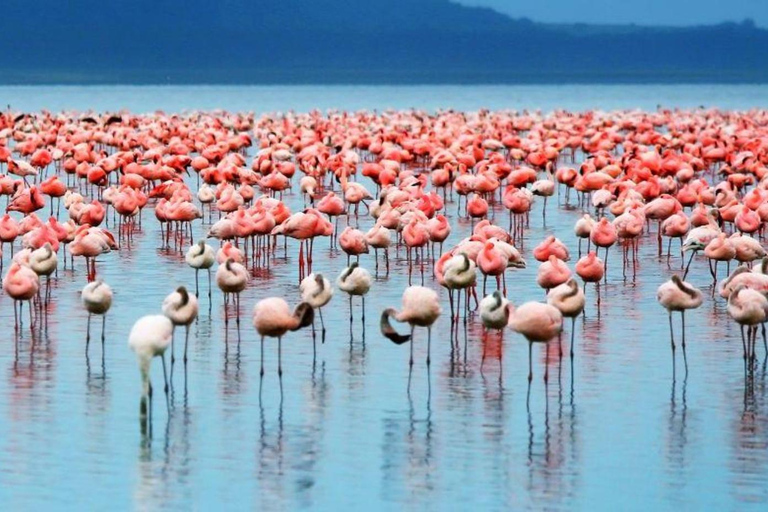 Desde Arusha: Safari de 2 días al Lago Manyara y al Ngorongoro ...