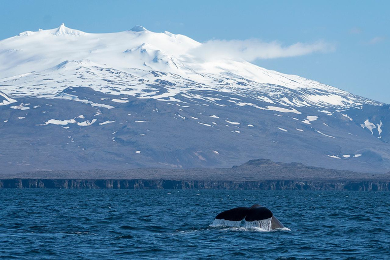 Ólafsvík: Whale Watching Tour
