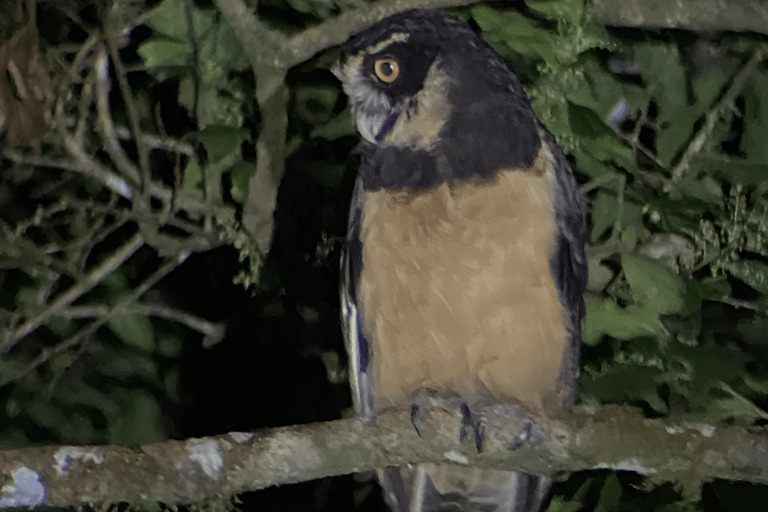 Monteverde: Cloud Forest Night Tour with Pablo