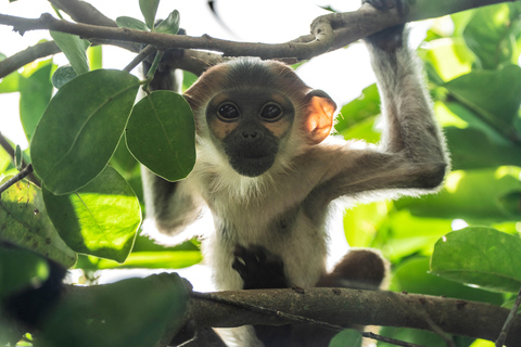 Da Nang: Son Tra Wildlife Experience