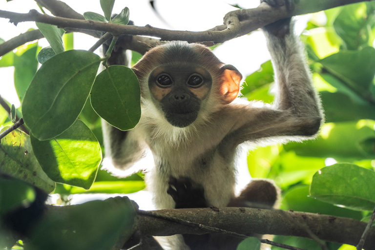 Da Nang: Son Tra Wildlife Experience