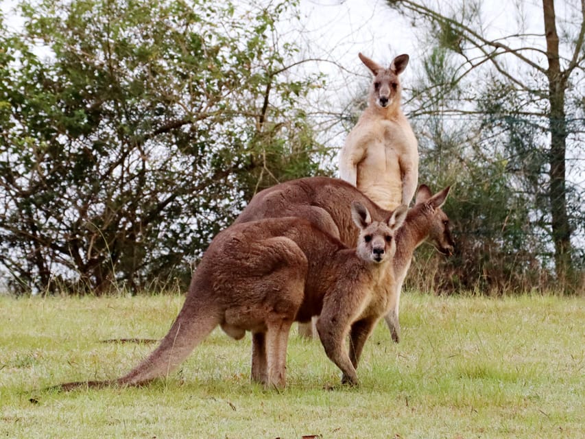 野生のカンガルーとブルーマウンテンズのプライベートツアーをご案内