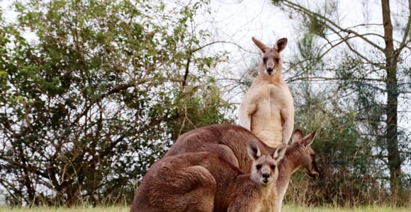 Wild Kangaroos & Blue Mountains private tour