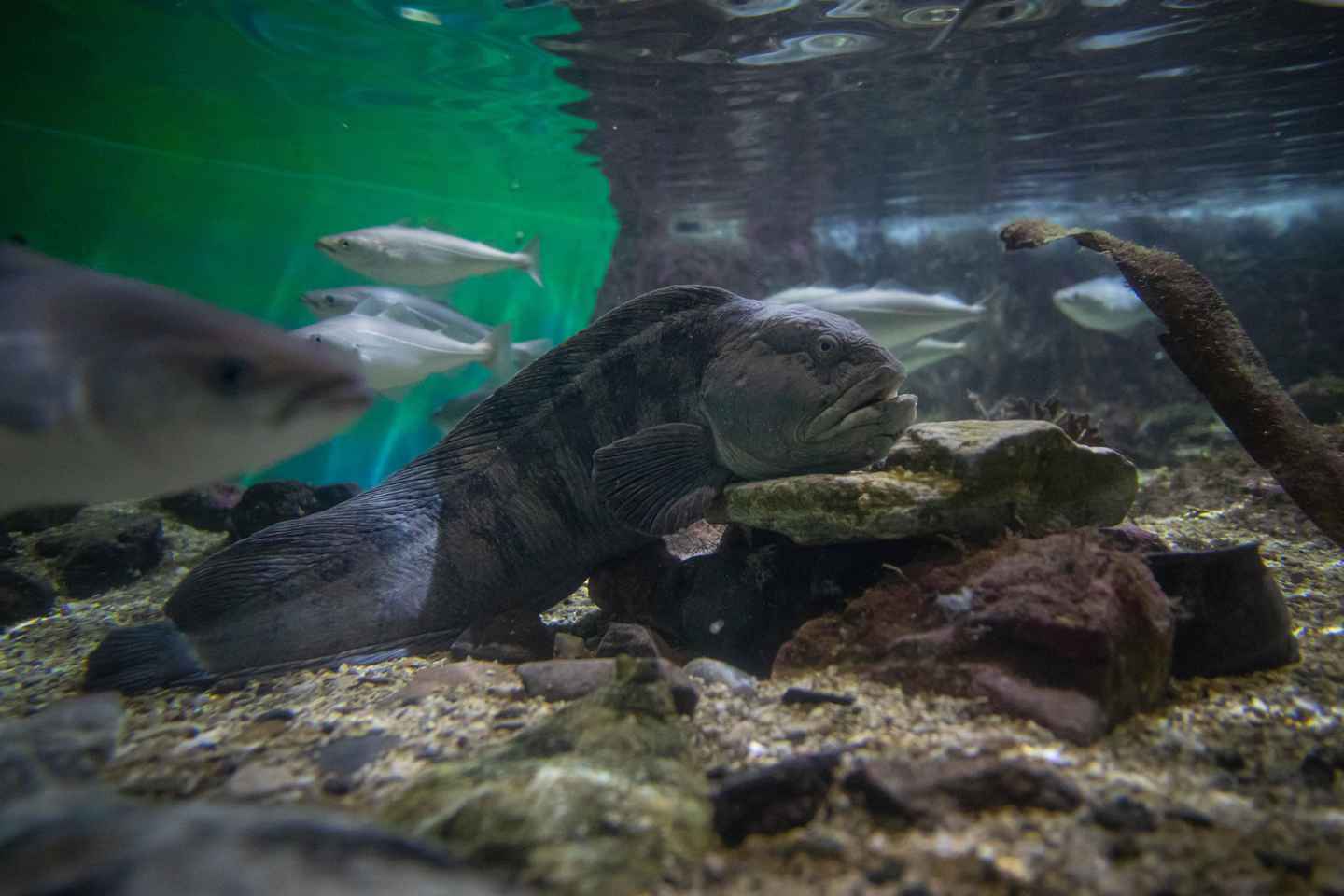 Tromsø: Guided Tour of Polaria