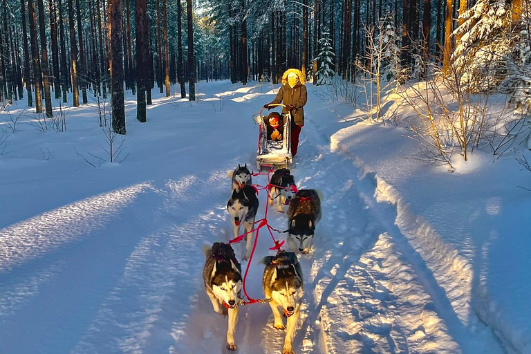 Hudiksvall: Dog Sledding Tour with Bonfire and Refreshment