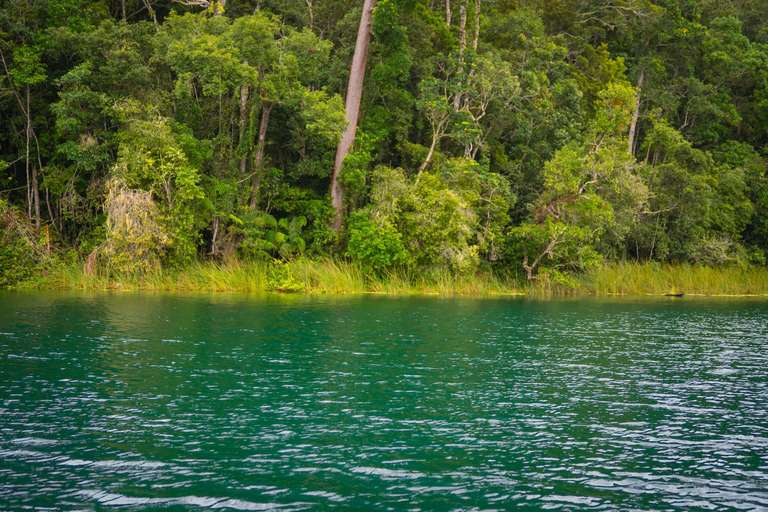 Lake Barrine Boat Cruise – Discover Queensland’s Hidden Gem