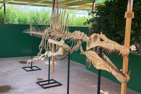 Agadir: Spotting goats in the Argan trees and visit to Crocoparc