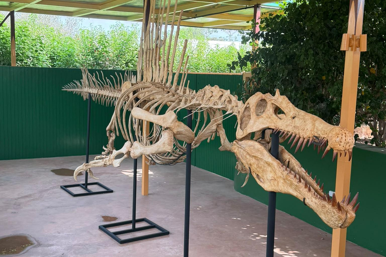 Agadir: Spotting goats in the Argan trees and visit to Crocoparc
