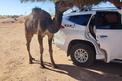 Från Agadir: Mini Sahara dagstur med lunch