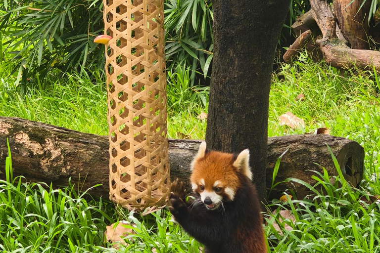 Guangzhou Zoo: Giant panda Pavilion Ticket