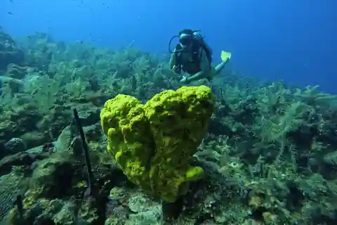 San Andrés: Curso PADI Open Water Diver com Certificação