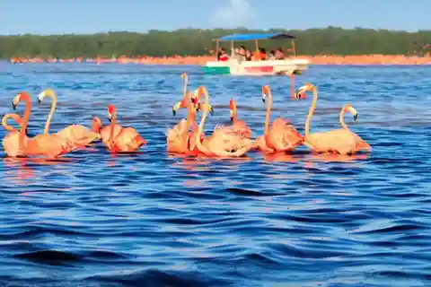 Mérida : Tour en bateau à Celestun Expérience de la mangrove ! La plage