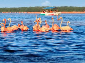 Mérida: Paseo en barco Celestún ¡Experiencia en los manglares! Tiempo de playa