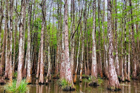 Pântano de Honey Island e passeio de barco em Bayou com transporte