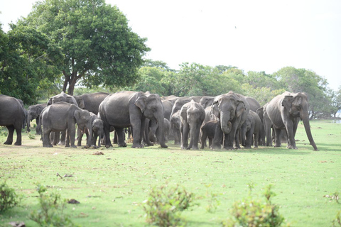 Polonnaruwa Ancient City & Minneriya Safari Full-Day Tour