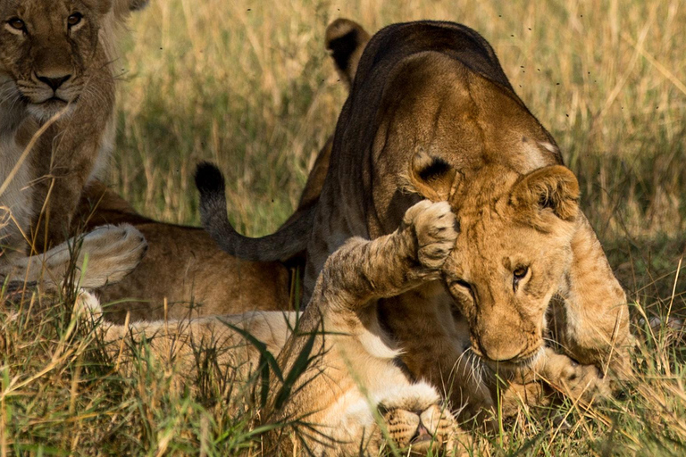 Nairobi:5Days Maasai Mara,Lake Nakuru &Naivasha Group Safari Accomodation Upgrade