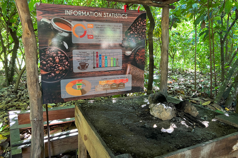 蓬塔卡纳：咖啡种植园、巧克力和甘蔗……