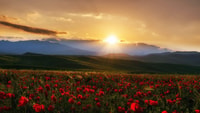 Thème Windows Desktop - Poppy Fields de Tashkent - Housity