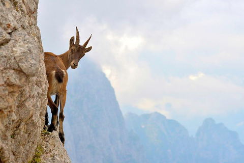 VENETIË: ONTDEK WILDE DIEREN IN DE DOLOMIETEN