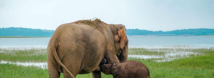 Depuis Sigiriya : safari privé en jeep au parc national de Minneriya