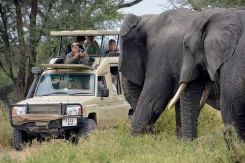 Safari Serenity: Utforska Tarangire nationalpark på en dag