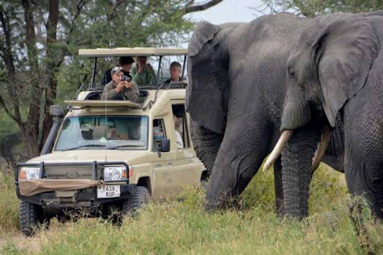 Safari Serenity:Exploring Tarangire National Park in Day