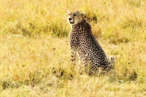 Nairobi: 3-Day epic trip to Maasai Mara Reserve with meals 3 days, 2 nights private safari to Mara in a tourist VAN