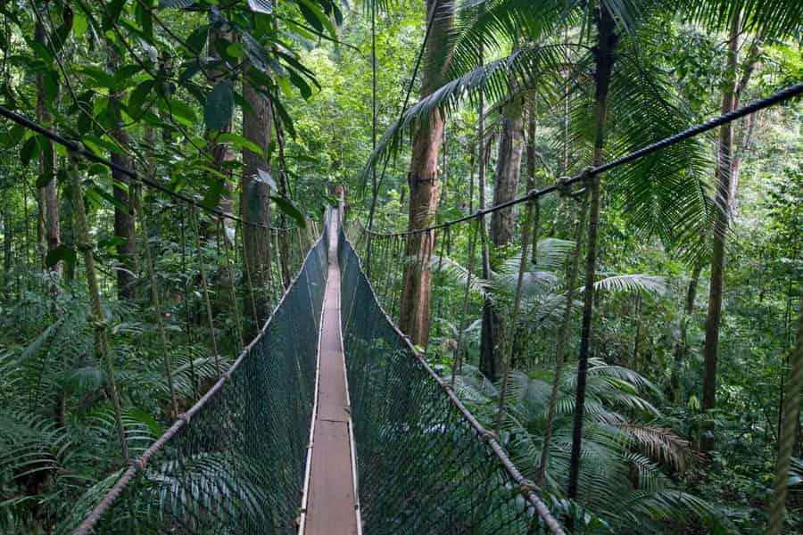 Von KL: Taman Negara Tagestour mit Lata Berkoh Wasserfällen. Foto: GetYourGuide