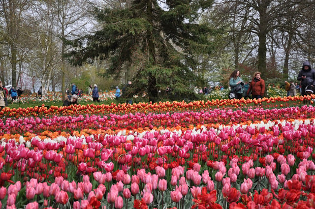 Keukenhof: Private Tulip &amp; Windmill tour with cheese tasting