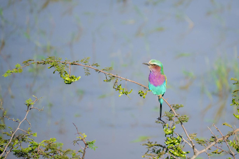 3-day Rwanda Bird Watching in Akagera National Park