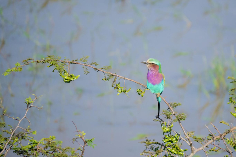 3-day Rwanda Bird Watching in Akagera National Park
