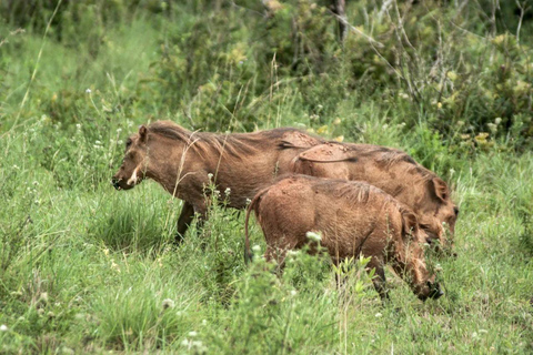 Diani: Guided day trip to Shimba Hills Reserve with lunch