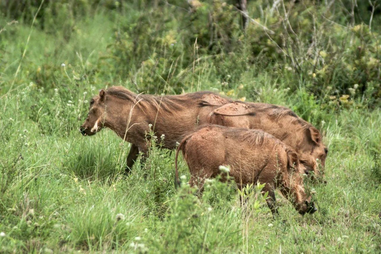 Diani: Guided day trip to Shimba Hills Reserve with lunch