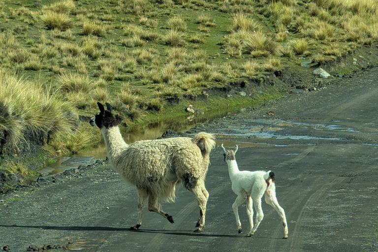 Private 4x4 Expedition: Landscapes of the Cordillera Real from La Paz