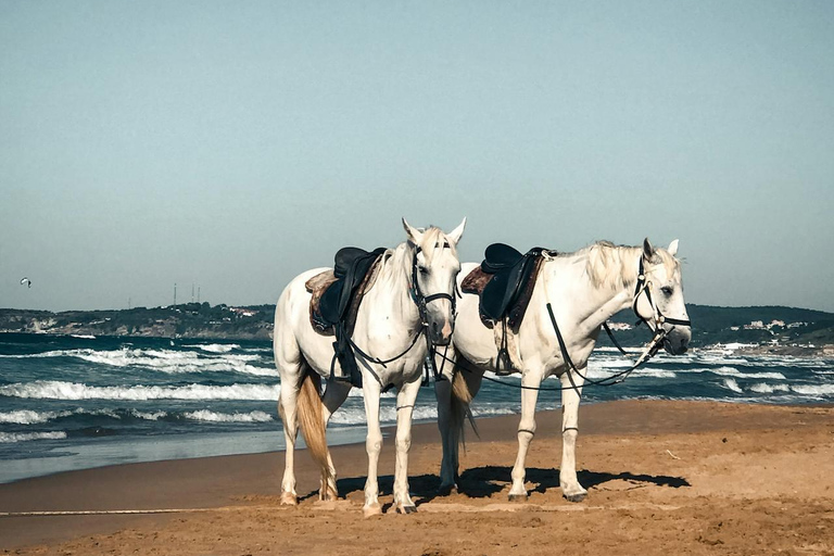 Hobart: Scenic Coastal Horseback Riding Adventure 2-hour Hobart: Scenic Coastal Horseback Riding Adventure