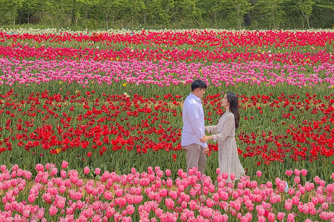 Seoul: Taean Tulip Festival and Strawberry Picking Day Tour Shared Tour, Meet at Myeongdong