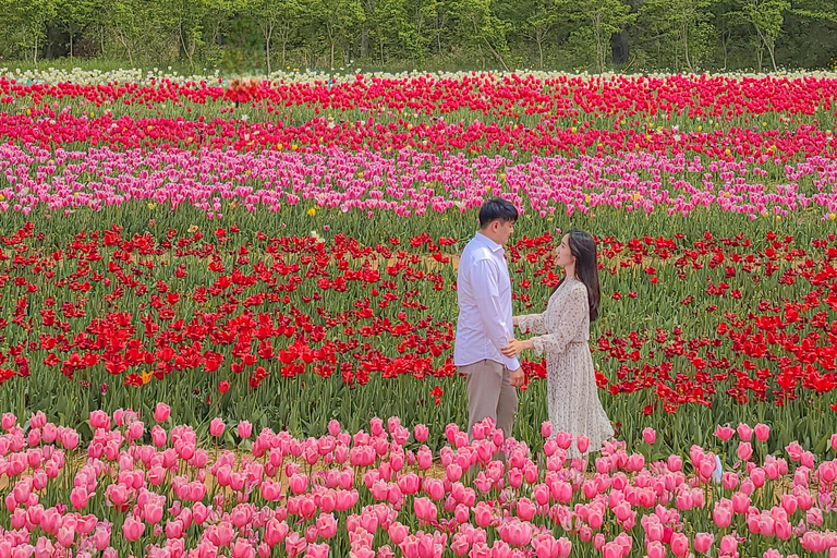 Seoul: Taean Tulip Festival and Strawberry Picking Day Tour Shared Tour, Meet at Dongdaemun