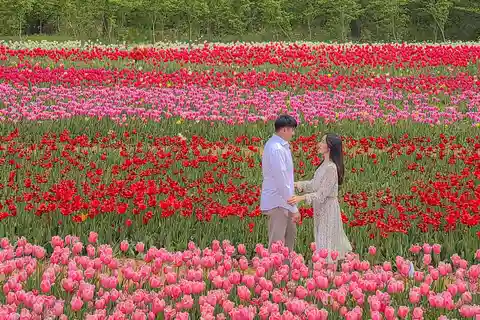 Seul: Festival das Tulipas de Taean e excursão de um dia para apanhar morangos