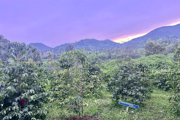 experiencia del café y excursión a la isla napoleón en el lago kivu