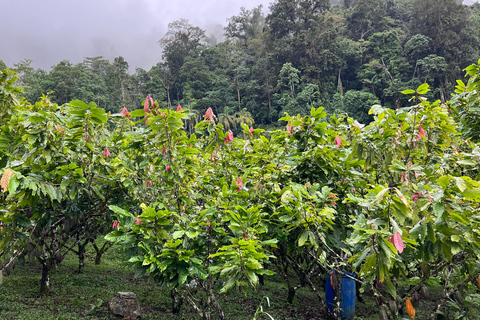 Ancestral Cocoa Tasting in Ronda – Tree to Cup Experience