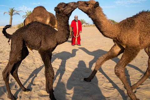 Camel Adventure in the Peruvian Desert