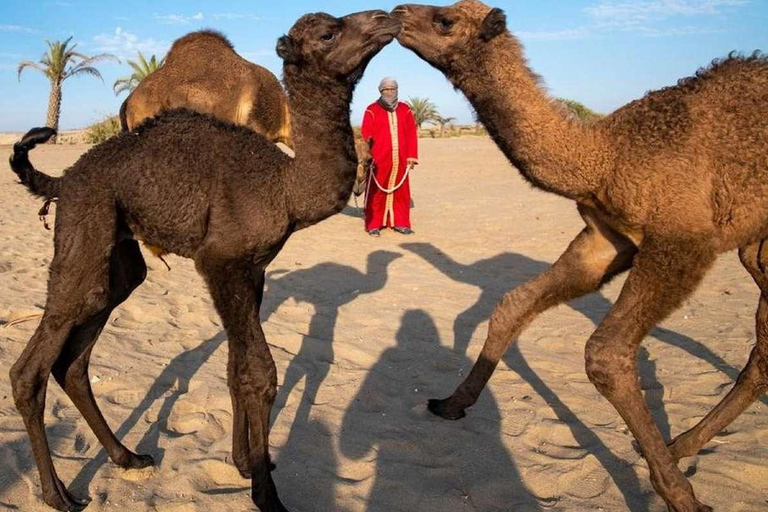 Aventura en camello por el desierto peruano