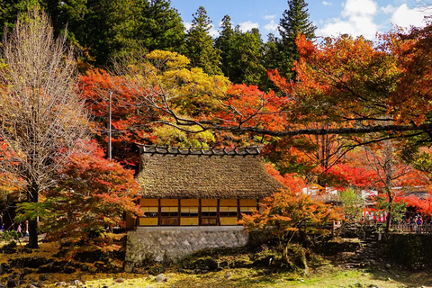 Nagoya: Autumn Korankei Gorge & Shikizakura Highlights Tour Shared Tour, Meet at Chubu Electric Power MIRAI Tower