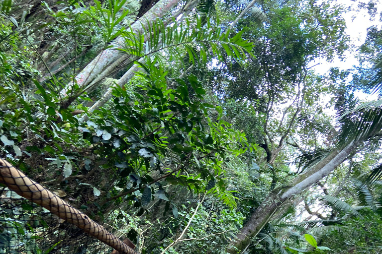 São Paulo: Führung durch den Botanischen Garten
