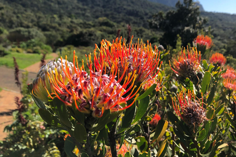 Cape Town: Skeleton Gorge Hike to Table Mountain Summit