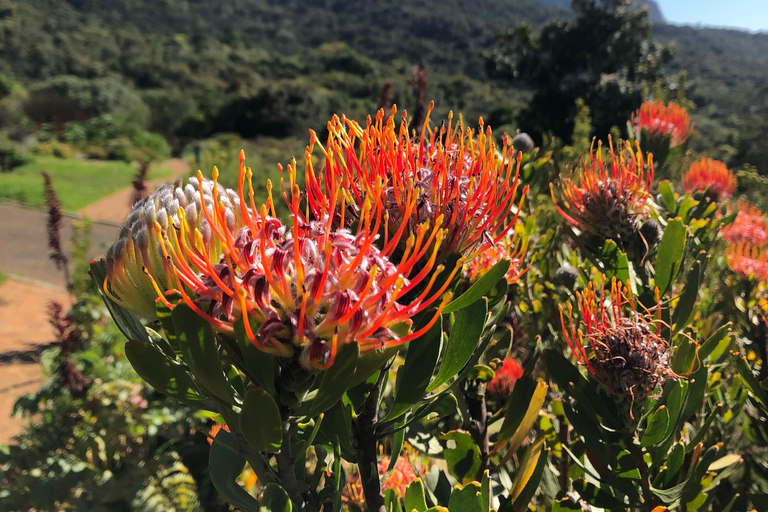 Cape Town: Skeleton Gorge Hike to Table Mountain Summit