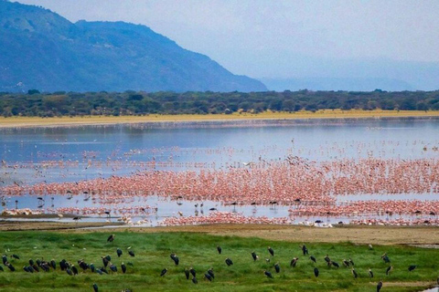 Arusha: Safári a pé pelo parque nacional com almoço