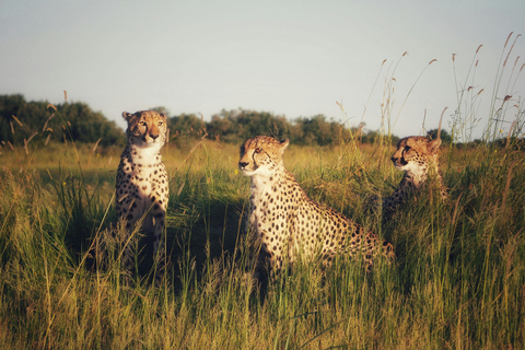 أروشا: نزهة على الأقدام في كليمنجارو وتارانجير ونجورونجورو لمدة 3 أيام