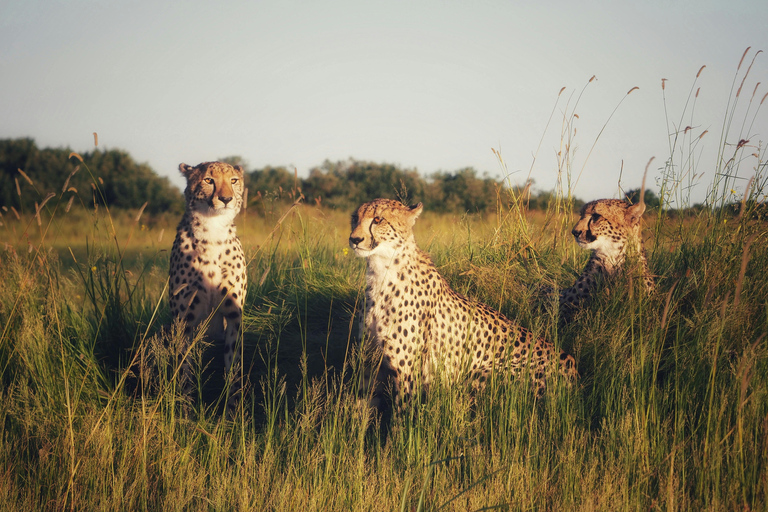 أروشا: نزهة على الأقدام في كليمنجارو وتارانجير ونجورونجورو لمدة 3 أيام