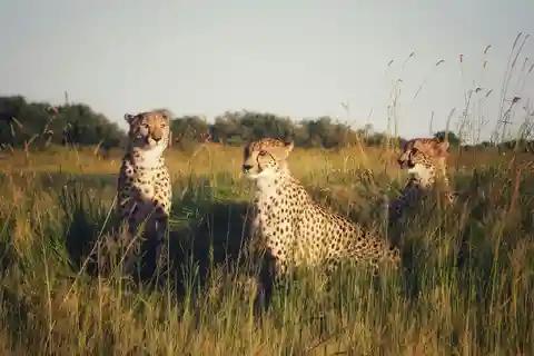5 Days Tanzania Safari | Tarangire, Serengeti, Ngorongoro